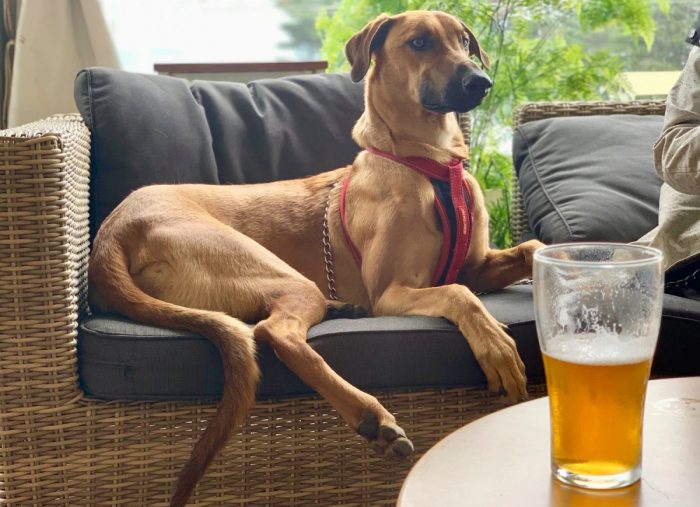 Dog-friendly Weekend Breaks in Apollo Bay