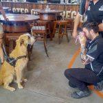 Dog Friendly Apollo Bay Dog Friendly Apollo Bay