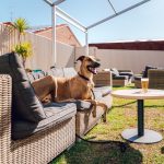 Dog HR-12 dog friendly apollo bay