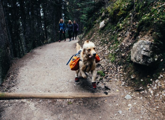 Great Ocean Road Pet Friendly Accommodation